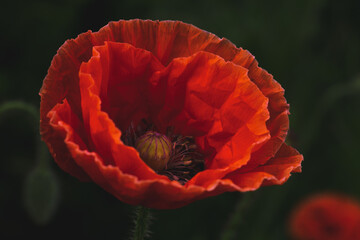 poppy