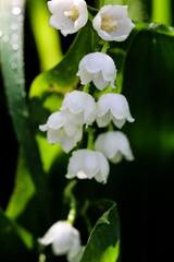 Fototapeta na wymiar Freshness of spring macro closeup inflorescence of blooming Lily of the valley, also known as Convallaria majalis flower