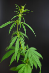 Marijuana leaves, cannabis on black background, beautiful dark background, indoor cultivation. Growing cannabis indica, hemp CBD. Copy space