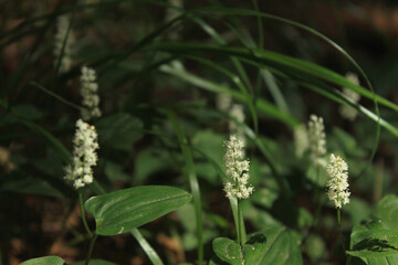 landscape with trees