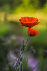 poppy