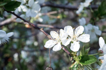 Branches of blossoming apricot macro