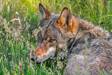 Obraz premium Close-up of European gray wolf / wild grey wolf (Canis lupus) in tall grass hunting in grassland / meadow