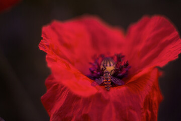 poppy