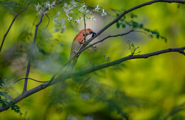 Male garden fence lizard with eats a fly