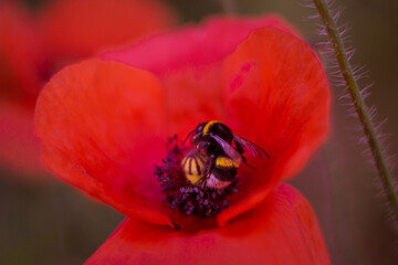 poppy