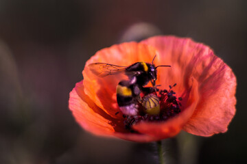 poppy
