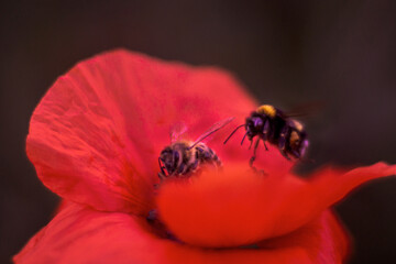 poppy