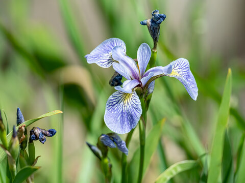 A Northern Blue Flag Flower Blooms In Late Spring