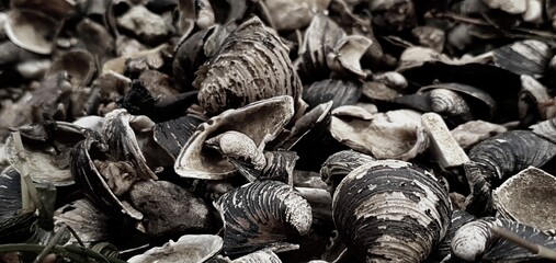 mushrooms on a black background
