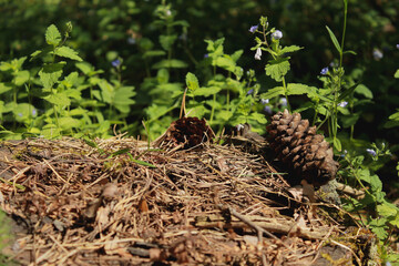 landscape with trees