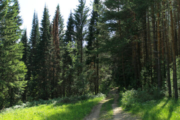 landscape with trees