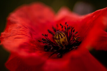 poppy