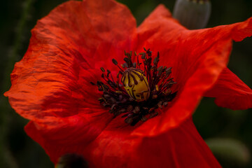poppy