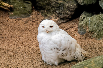 Birds - a small white owl.