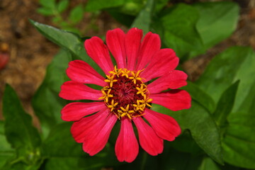 zinnia fleur