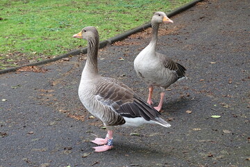 Aufmerksame Graugans Eltern auf dem Gehweg