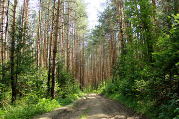 landscape with trees