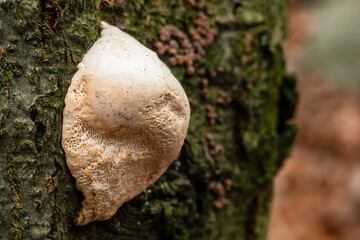 White fungus growing on the tree tree trunk.