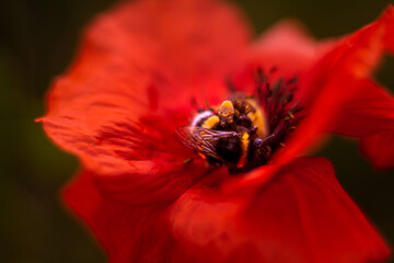 poppy