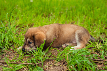 brown dog puppy with a bow on the street