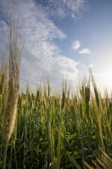 young grain in the hills of Tuscany