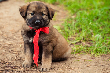 brown dog puppy with a bow on the street
