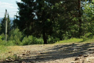 landscape with trees