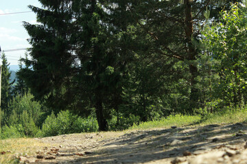 landscape with trees