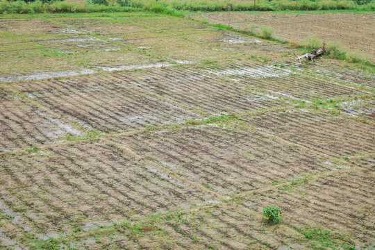 Beautiful indian field (Khet) with green grass 