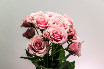 Pink roses closeup against light background