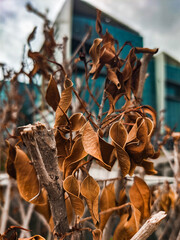dry leaves with office building in background