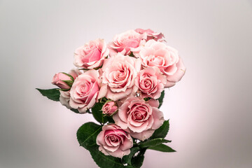 Pink roses in small bouquet with neutral background