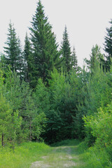 Fototapeta premium landscape with trees