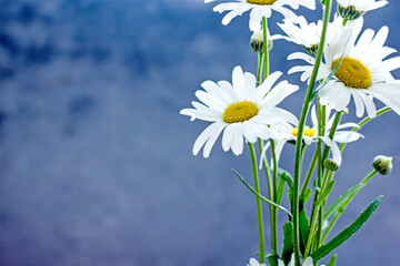 Wild white daisies on a blue background, copy space