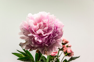 Pink peony closeup in bouquet against neutral background