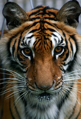 female tiger