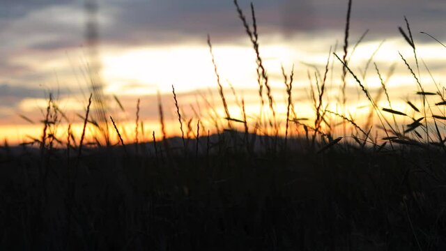 Tares & Weeds in Meadow, Contrast to Vibrant Golden Sunset, Lockdown