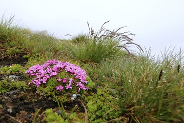 Alpenblümchen mit rosa Blüten.