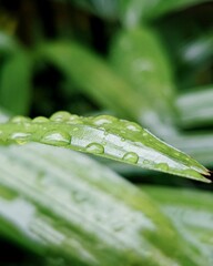 green leaf with water drops