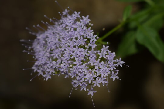 Blue throatwort (Trachelium caeruleum) purple flowers