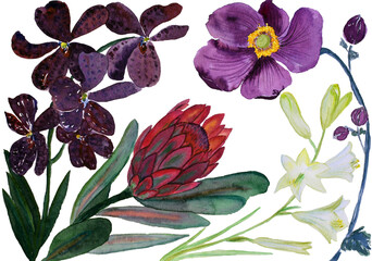 Bouquet of beautiful flowers, watercolor illustration. Tropical flowers: anemones, protea and lilia