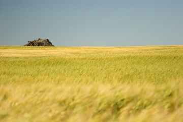 Campo de cereal antes de ser cosechado