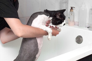 Cat in the bathroom. cat washes in the shower