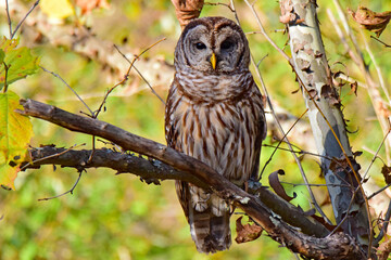 Barred Owl