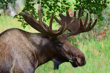 Moose