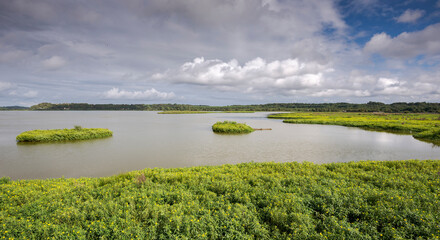 Wetlands in the Marais d&rsquo;Orx, the Orx Marsh, a Natural Reserve located in New Aquitaine, The Landes Department, France