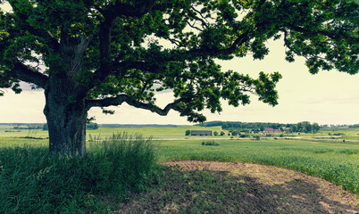 Mighty oak on a sloping field