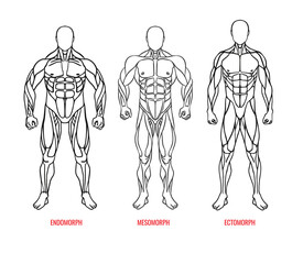 Men body types diagram with three somatotypes vector illustration. Ectomorph, mesomorph, endomorph black outline silhouettes front view. Vector illustration eps10