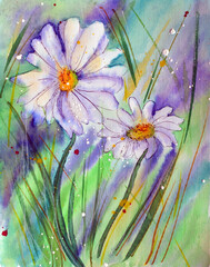 Two Camomile flowers, watercolor illustration on colorful background